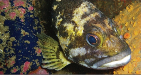 Monterey Bay rockfish
