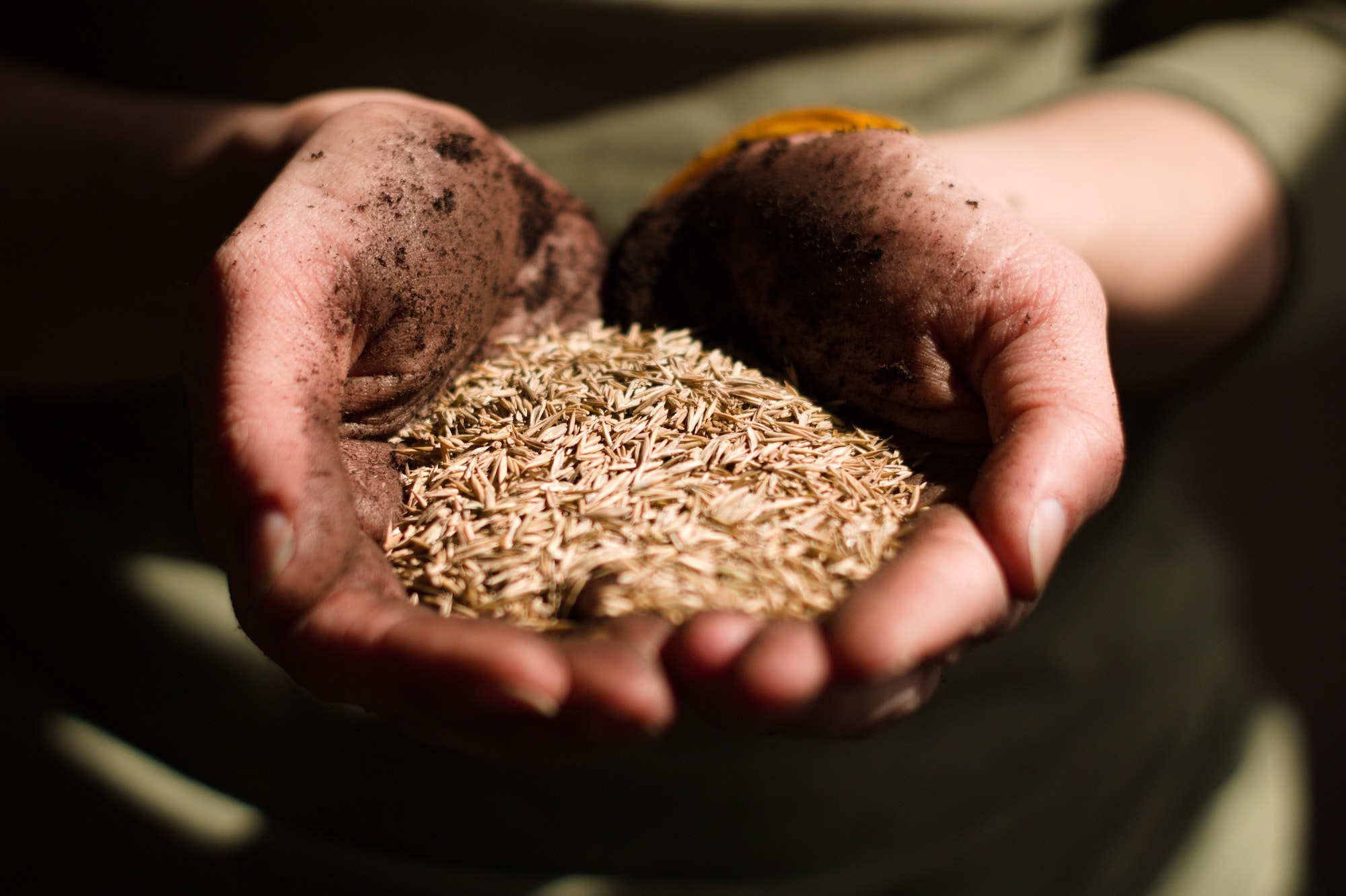 The Value of Data in Monitoring The Health of Crops - NASA Earthdata