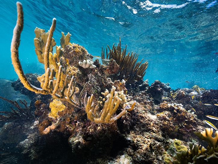coral reef in the waters of Playa Melones, Puerto Rico. 