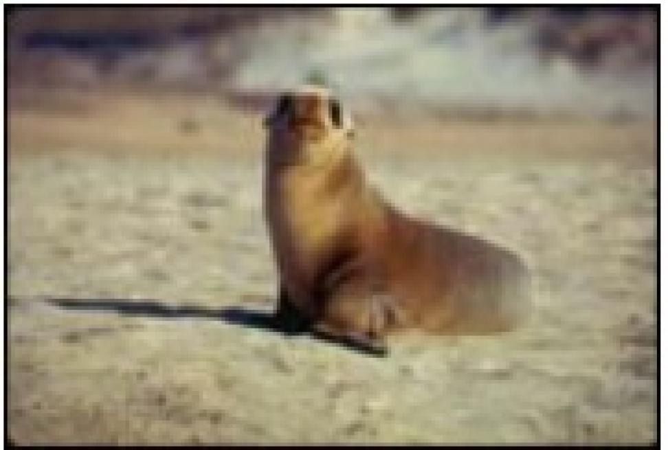 sea lion pup