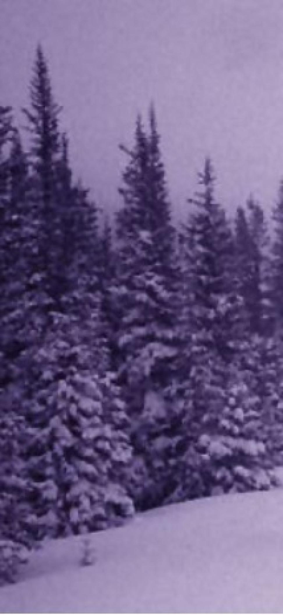 snowy pine trees