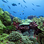Photo of a coral reef ecosystem