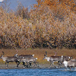 Photo of deer at a pond or lake; a forest, with Fall colors, is in the background