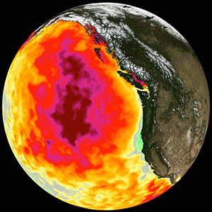 Between 2013 and 2016, a large mass of unusually warm ocean water--nicknamed the blob--dominated the North Pacific, indicated here by red, pink, and yellow colors 