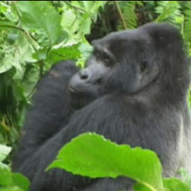 Great Apes, like this silver-back gorilla in Uganda's Bwindi forest, are struggling to survive in the diminishing forests of Central Africa