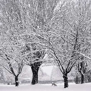 A dog explores a park during a blizzard in the town of Abbotsford, British Columbia, Canada. 