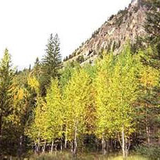 Clumps of deciduous trees often grow in larger coniferous forests, such as this group of Aspen trees in Rocky Mountain National Park. (Image courtesy of the USGS).