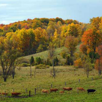 As the seasons change from summer to winter, forests slow down their growth and absorb much less carbon from the atmosphere.