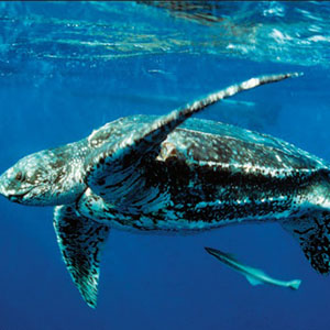 Photograph of a leatherback turtle