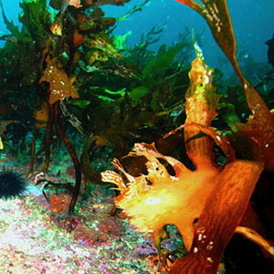 Long-spined sea urchins nest on a depleted kelp bed off the coast of eastern Tasmania. 