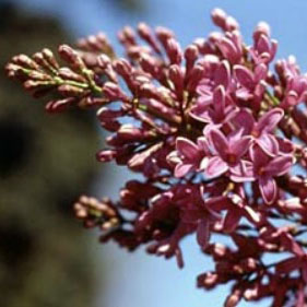 Scientists and citizen volunteers are observing first bloom and first leaf dates of lilacs and other plants to gather data on the timing of spring.