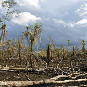 This forest in Bolivia once hosted diverse animals and plants, and protected rivers and streams from erosion. 