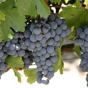 Ripe malbec grapes hang from the vine in Mendoza Province, Argentina. 