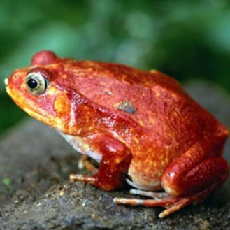 Deforestation in the Amazon rainforest threatens many species of tree frogs, which are extremely sensitive to environmental changes.