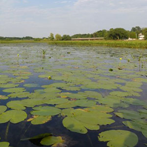 In wetlands, water saturates the soil to form a shallow, aquatic ecosystem.