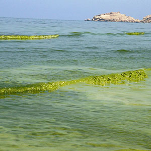 Winter algae blooms in the Arabian Sea
