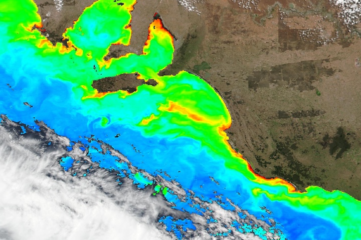 El fitoplancton florece en Long Bay, Australia, el 12 de enero de 2024 desde el instrumento VIIRS en el satélite Suomi NPP de NASA/NOAA.