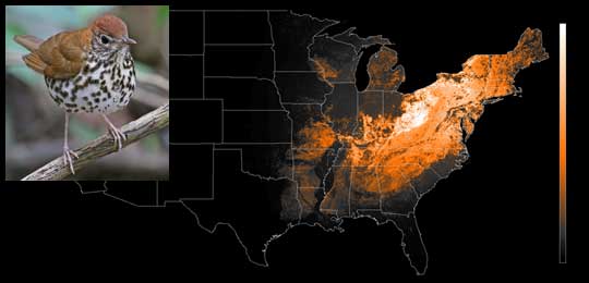 Data image showing wood thrush occurence, with an inset photograph of a wood thrush