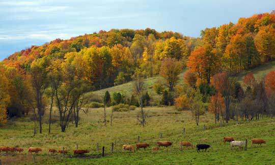 Photograph of a deciduous forest changing color during autumn