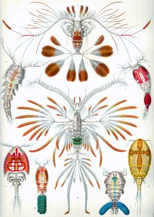 Illustration of copepods from the 1800s