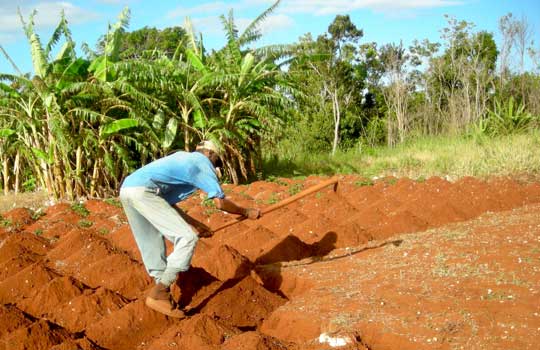 Photograph of a Jamaican farmer hoeing his fields