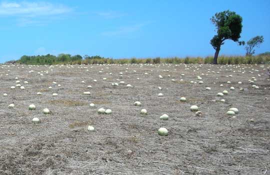 Photograph of a drought-stricken melon field in Jamaica