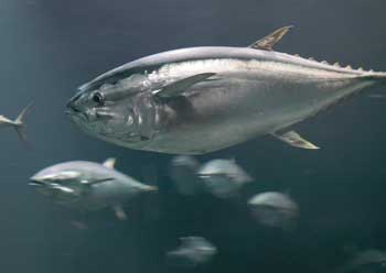 Photograph of Pacific Bluefin tuna