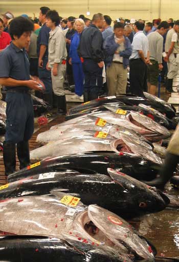 Photograph of tuna being sold at a market in Japan