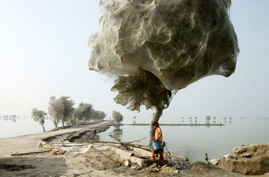 Flooding in Pakistan forced millions of spiders up into the trees.