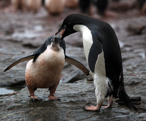 Photograph of an Adelie penguin regurgitating krill to feed its chick