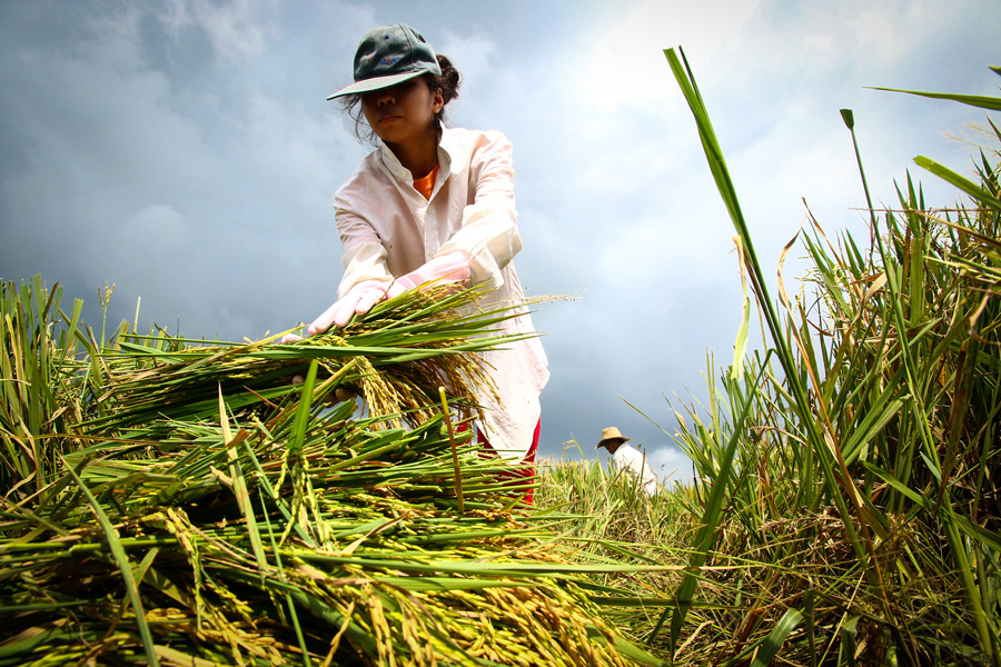 Photograph of a farmer harvesting rice in the Philippines