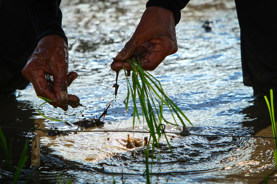 Photograph of rice seedlings being planted in a field