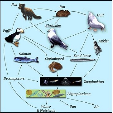 Bloom or Bust: The Bond Between Fish and Phytoplankton | Earthdata Bloom or Bust: The Bond Between Fish and Phytoplankton | Earthdata