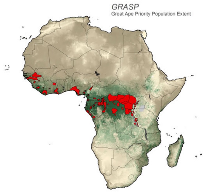 GRASP Great Ape populations