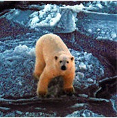 arctic sea ice polar bears