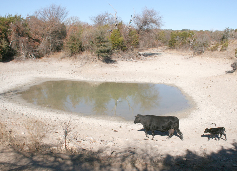 Photograph of a cow and calf near a water hole during a Texas drought