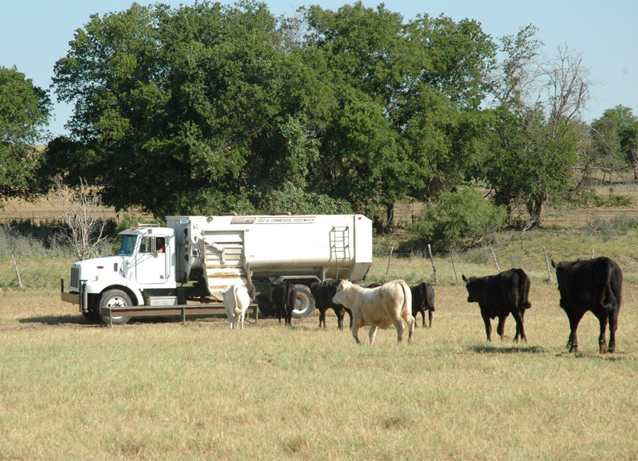 Photograph of a truck distributing feed to drought-stricken cattle in Texas