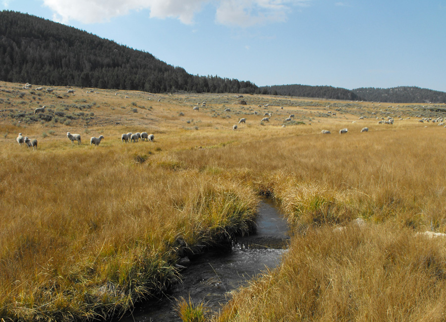 Photograph of sheep grazing on rangelands in Wyoming