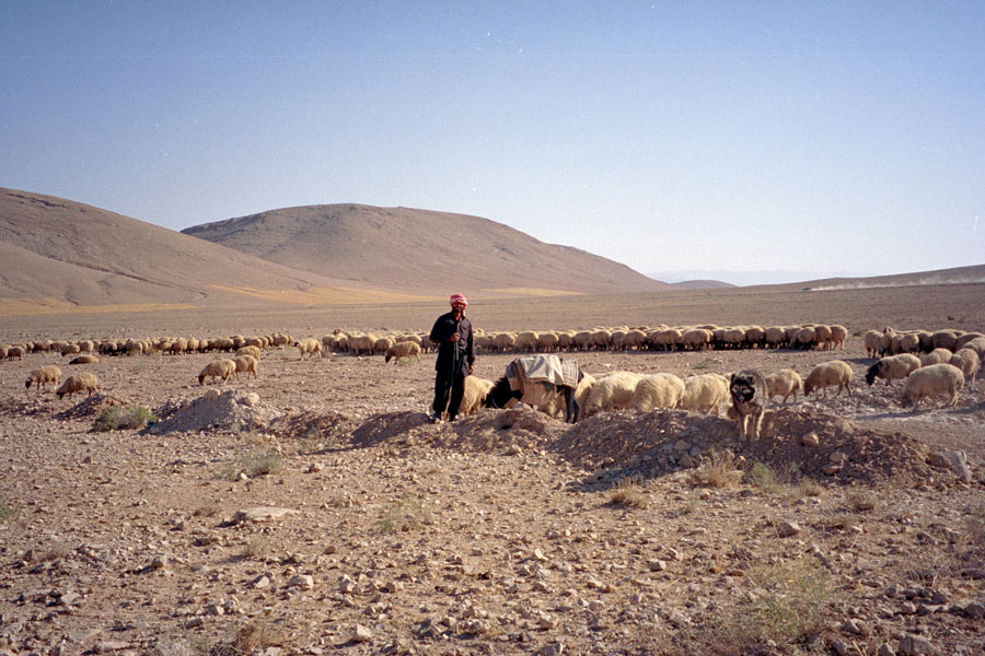 Photograph of a bedouin shepherd in Syria