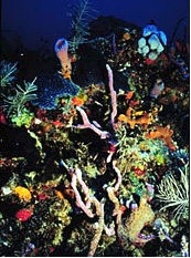 Caribbean reef inhabitants