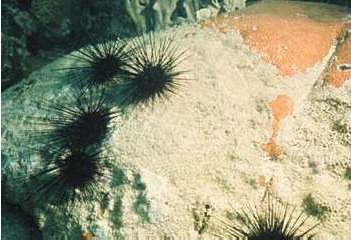 Diadema sea urchins