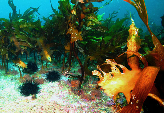 Long-spined sea urchins nest in a depleted kelp bed