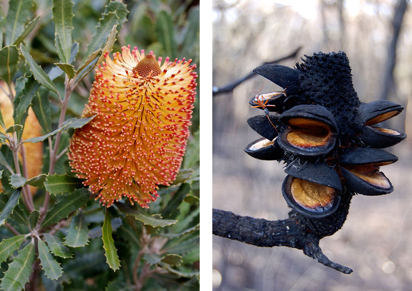 Comparison photographs of Banksia media, before and after a wildfire