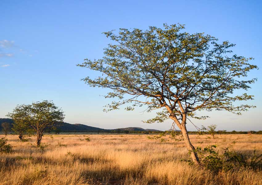Photograph of a savanna in Namibia