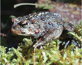 Bufo boreas toad