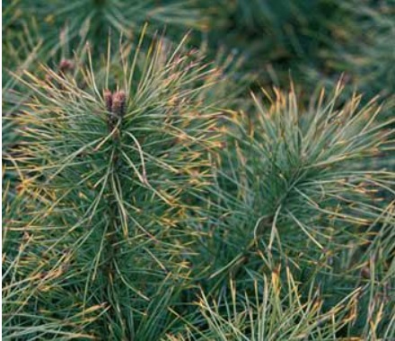 white pine needle tips