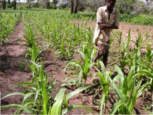 Zambia stunted maize