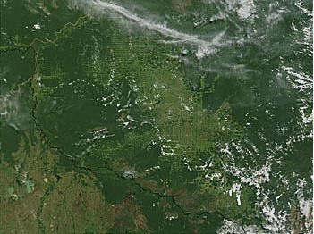 true color MODIS deforestation
