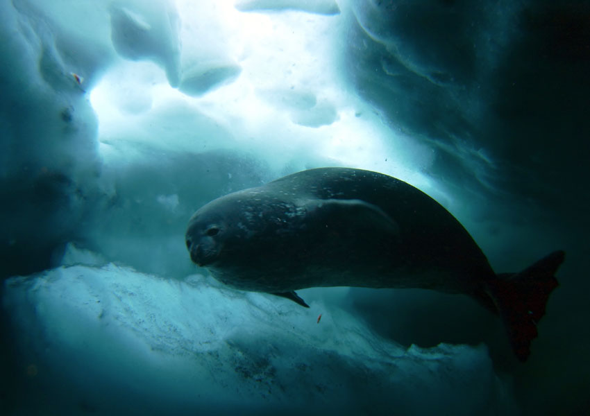 Photograph of a seal under the sea ice