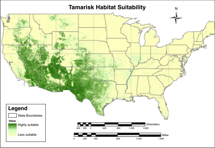 MODIS tamarisk habitat